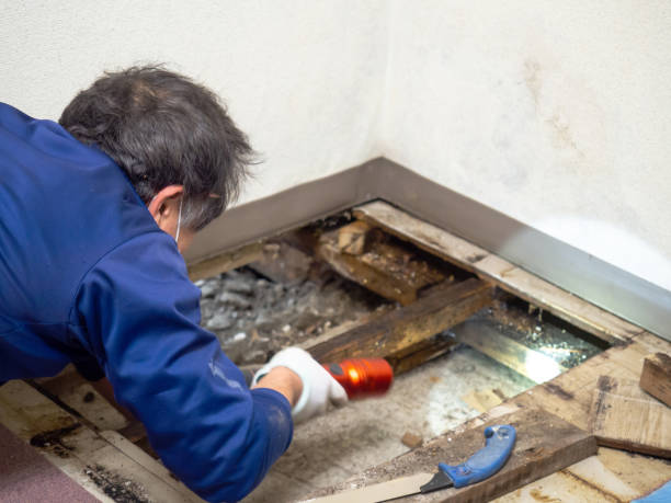Best Certified Mold Removal  in Pocono Springs, PA