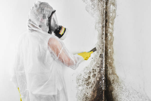 Best Attic Mold Removal  in Pocono Springs, PA