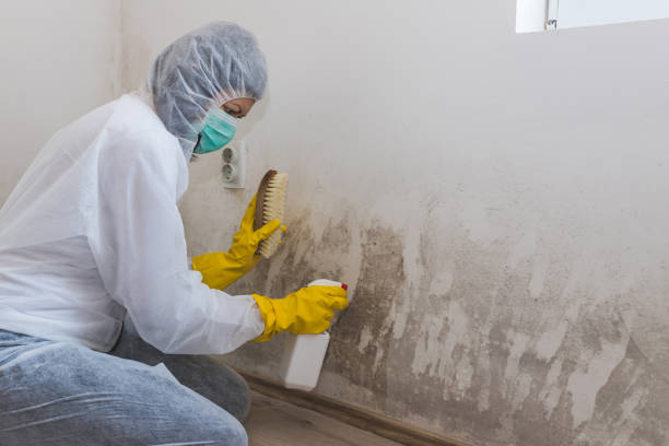 Best Best Mold Removal Companies  in Pocono Springs, PA