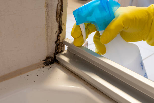 Trusted Pocono Springs, PA Mold Removal Experts