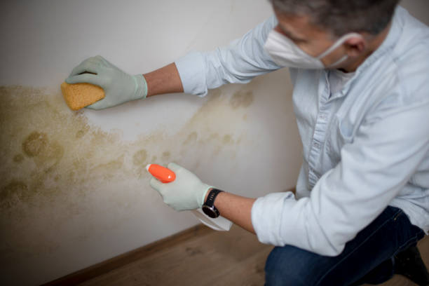 Home Mold Removal in Pocono Springs, PA