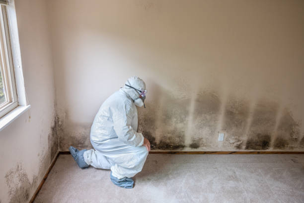 Best Emergency Mold Removal  in Pocono Springs, PA