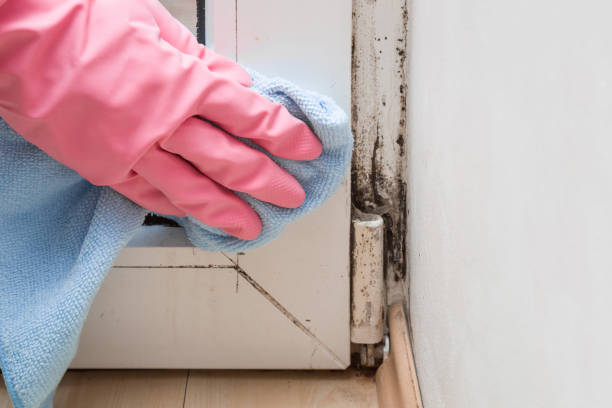 Best Home Mold Removal  in Pocono Springs, PA