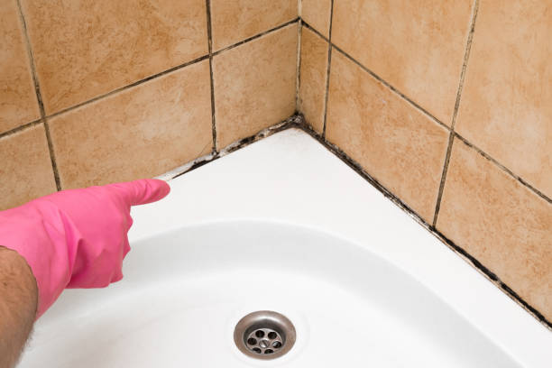 Best Black Mold Removal  in Pocono Springs, PA